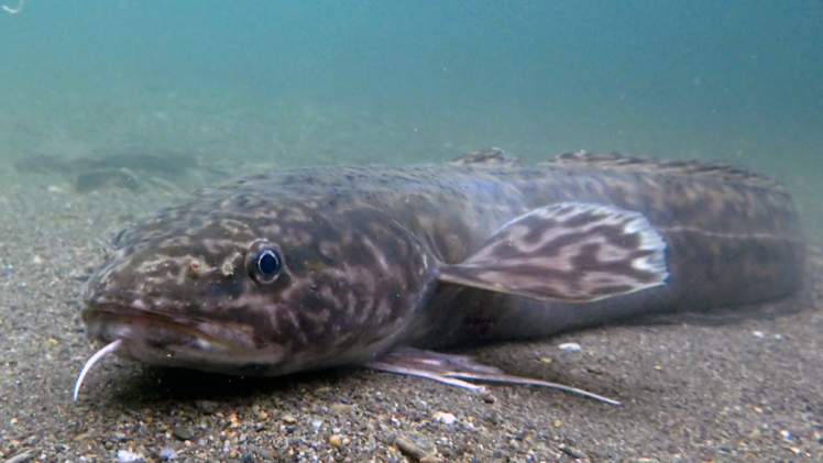 Burbot, The Poor Man’s Lobster